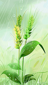 谷雨节气背景图片_春天春雨谷雨节气麦穗背景
