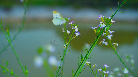 1080拍摄白蝴蝶在花丛中翩翩起舞唯美自然景色