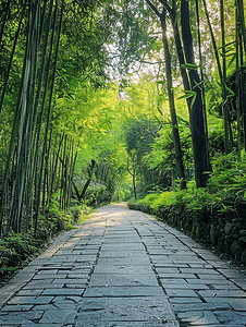 幽静的蜀南竹海竹林石板路