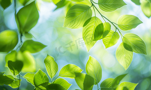 春天绿色素材摄影照片_大自然绿色树叶