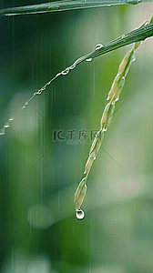 春天春雨谷雨节气稻穗背景