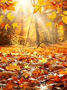 枫树林里秋天的落叶