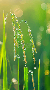 春天春雨谷雨节气稻穗背景