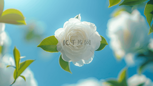 白色花朵清新淡雅背景
