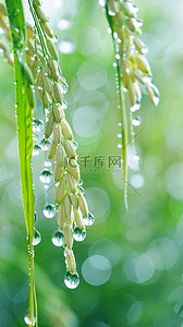 雨背景图片_春天春雨谷雨节气稻穗背景