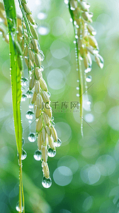 春天春雨谷雨节气稻穗背景