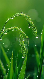 十二节气谷雨背景图片_春天春雨谷雨节气稻穗背景