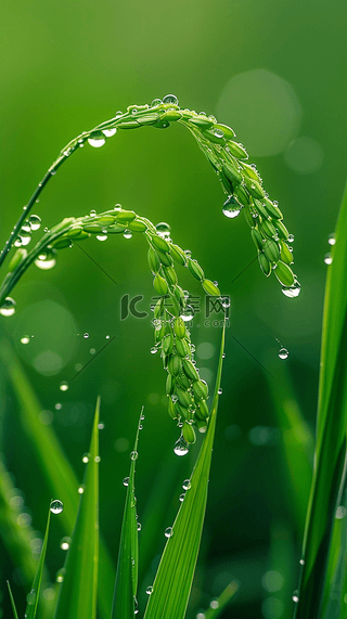 春天春雨谷雨节气稻穗背景