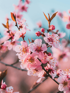 桃花桃花摄影照片_春日里盛开的桃花