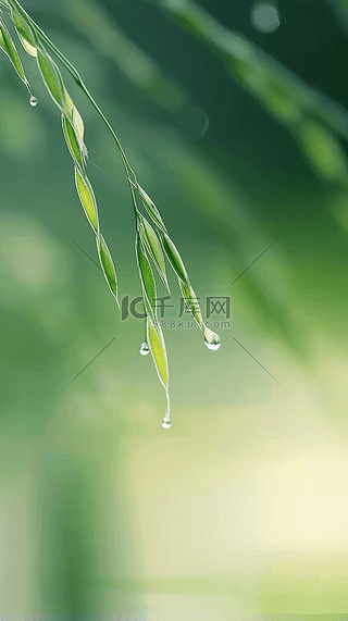 雨背景图片_春天春雨谷雨节气稻穗背景