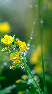 春天景色背景图片_春天谷雨节气油菜花上的雨珠露珠背景图片