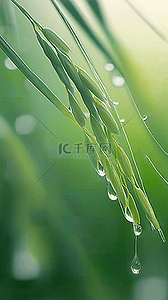 春天春雨谷雨节气稻穗背景