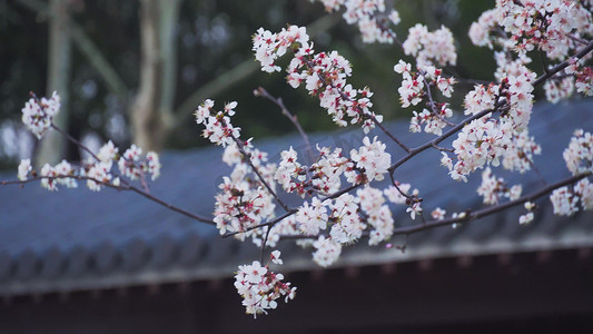 实拍春天樱花唯美樱花自然风景实拍