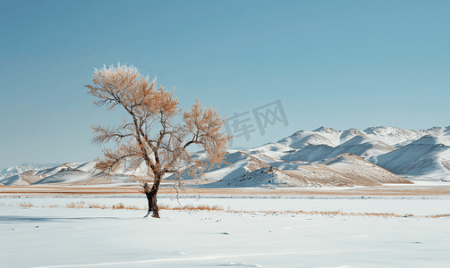 冰花摄影照片_内蒙古冬季树挂雪景