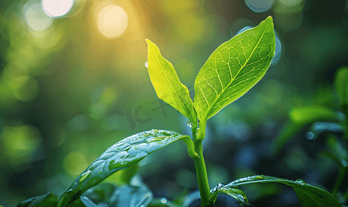 植被绿叶奋斗