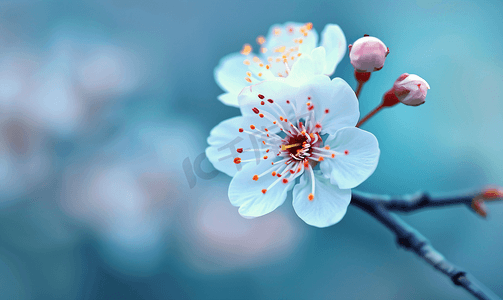 无锡 鼋头渚樱花