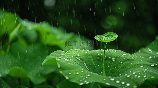 下雨公路背景图片_户外下雨绿色荷叶上露珠的背景