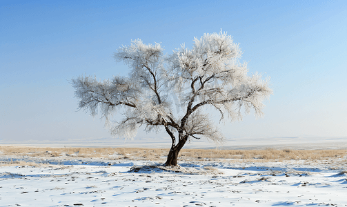 内蒙古冬季树挂雪景