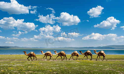 青海湖边的骆驼