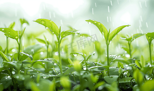 芹菜嫩芽摄影照片_春天的谷雨茶叶嫩芽