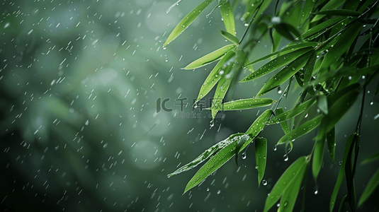 绿色雨季竹叶背景