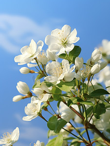 白色茉莉花淡蓝色天空摄影图