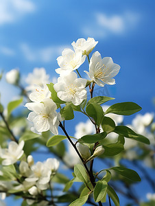 天空淡蓝色摄影照片_白色茉莉花淡蓝色天空图片