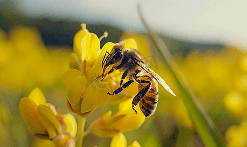 油菜花上的蜜蜂摄影1