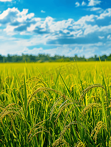 绿油油的草地摄影照片_蓝天下茁壮成长的稻田