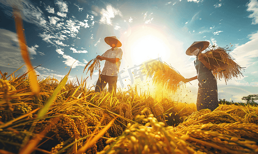 古典中国风卷轴摄影照片_水稻中国农民丰收节