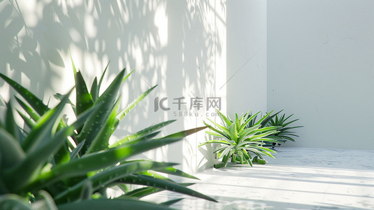 芦荟植物房间合成创意素材背景