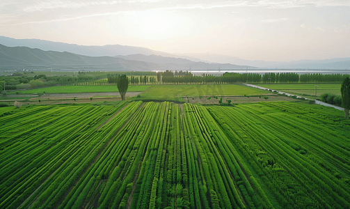土地日摄影照片_新疆农业大规模种植航拍