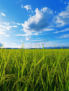 蓝天下茁壮成长的稻田