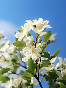 白色茉莉花淡蓝色天空摄影图