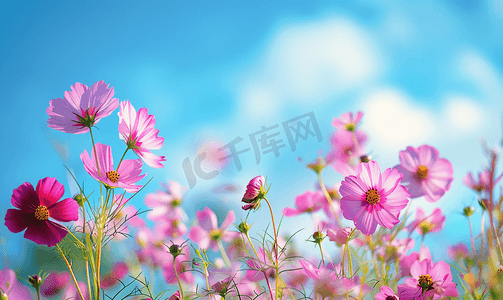 花卉蓝天背景
