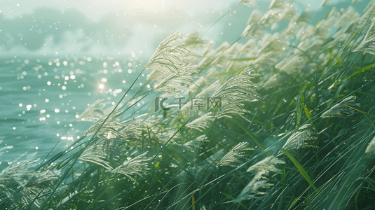 河水背景图片_简约户外河边绿色芦苇花的背景