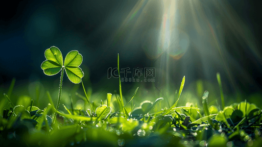 阳光草地背景图片_阳光下照射草坪上绿色四叶草的背景