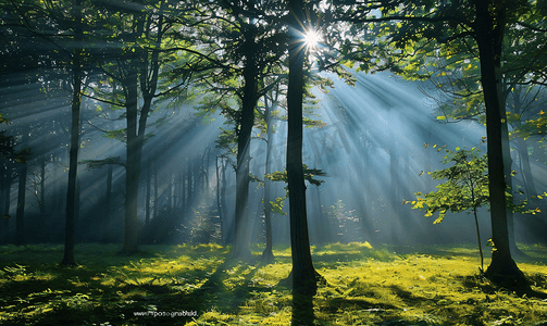迷雾之森阳光穿过树木自然风景森林摄影图