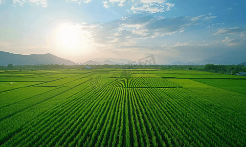 航拍美丽乡村农业稻田绿油油的禾苗