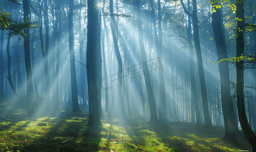 迷雾之森阳光穿过树木自然风景森林摄影图