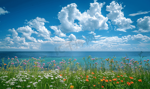唯美蓝天白云下的花朵花海自然风景