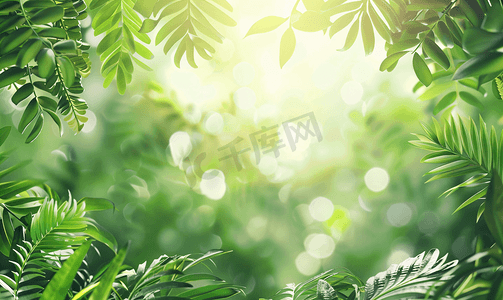 绿植摄影照片_夏天绿植树叶透光风景文艺清新