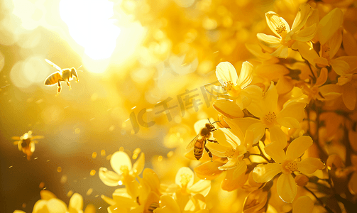 夏天风景阳光下蜜蜂采蜜户外槐花盛开摄影图