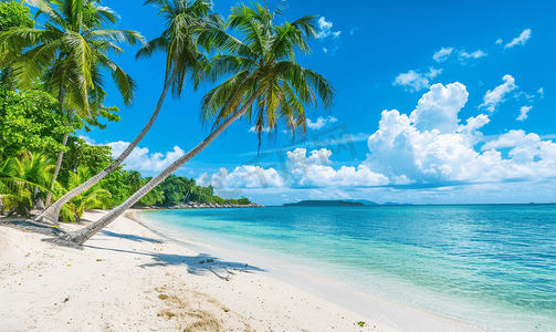 棕榈芭蕉叶黑白摄影照片_美丽的热带海滩和大海的椰子树
