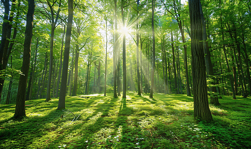 扁平风森林摄影照片_树林里的阳光摄影图 森林
