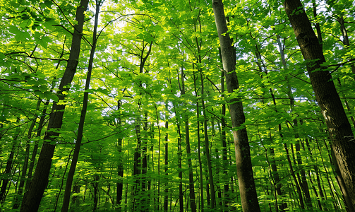 森林风景绿色背景自然风光摄影图