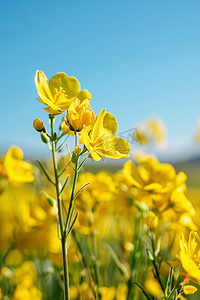 春天摄影图照片写真油菜花