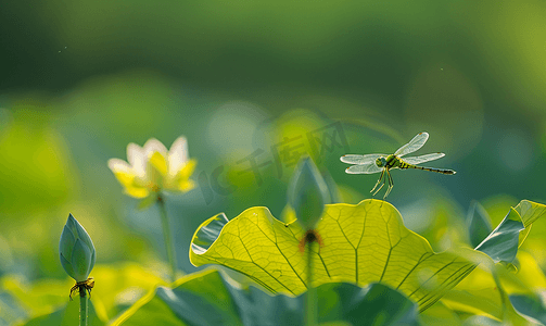 草地绿色纯色摄影照片_长沙望城荷塘早晨蜻蜓荷叶自然摄影图