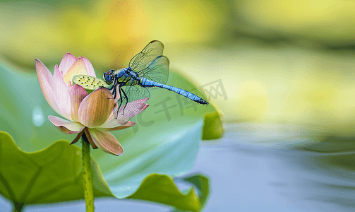 杭州绍兴摄影照片_荷叶蜻蜓昆虫植物荷花池摄影图摄影图