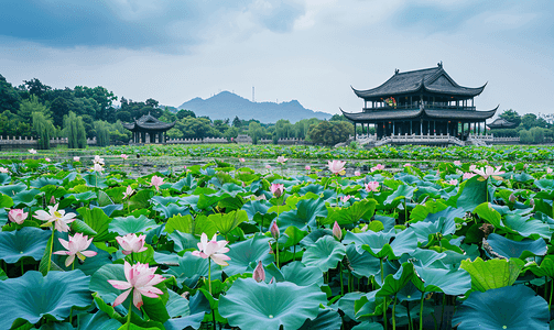 康乐莲花山摄影照片_杭州西湖夏天荷花曲院风荷摄影图摄影图